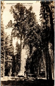 RPPC Sherman Tree Giant Forest Visalia CA Vintage Postcard N30