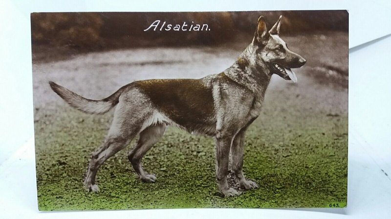 German Shepherd Alsatian Guard Dog On Alert Vintage UK RP Postcard 1936