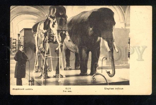 033580 Prehistoric Skeleton of Elephant Vintage RUSSIAN PC