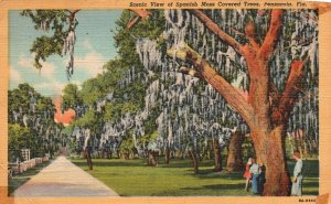 Vintage Postcard Scenic View Spanish Moss Covered Trees Pensacola Florida Fla.