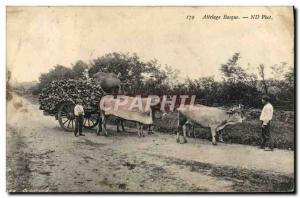 Old Postcard Folklore Basque hitch Oxen