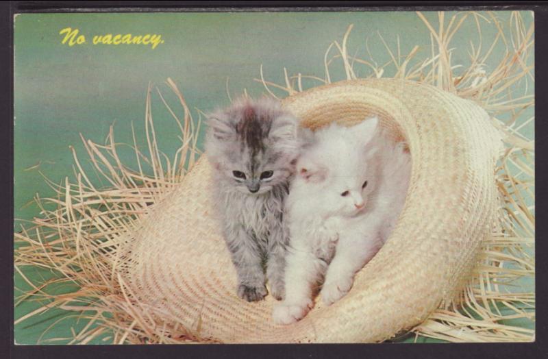 Two Kittens in a Hat Postcard BIN