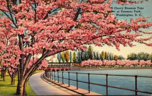 Washington D C Potomac Park Cherry Blossom Time 1939