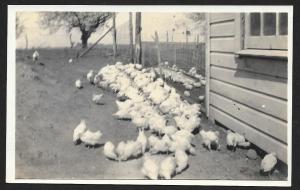 Chickens Feeding in Barnyard RPPC Unused c1910s