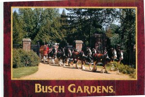 Busch Gardens Clydesdale Horses Hitch and Team