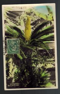 1906 Honolulu Hawaii RPPC Real Picture Postcard Oriental Palm Tree