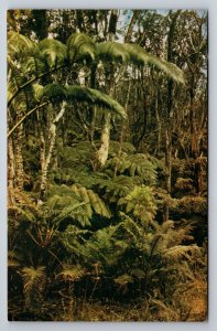 Fern Forests On The Island Of Hawaii National Park Vintage Unposted Postcard