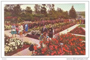 Pageant Of Roses Garden, Whittier, California, 40-60s