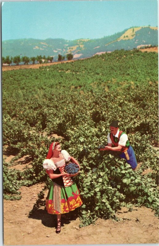 Italian Swiss Colony Winery Asti California postcard  - Vineyard Scene 