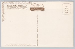 Postcard Honolulu Hawaii HI Monkey Pod Tree River Grass 1950s Chrome View