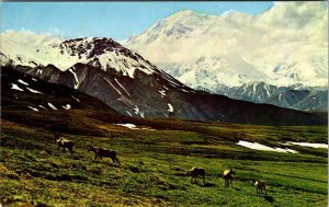 Postcard SCENE Mount Mckinley National Park Alaska AK AO9393