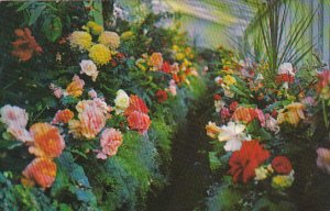 Canada British Columbia Victoria The Begonia House The Butchart Gardens 1970