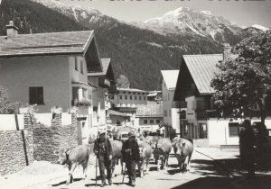 RP: ST. ANTON a/ARLBERG, Tirol , Austria , 1930-40s ; Cows on street