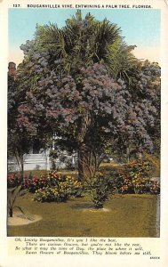 Bouganvillea Vine, Entwining a Palm Tree - Trees, Florida FL  