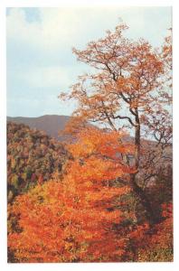 Great Smoky Mountains National Park Views ( 2 cards )