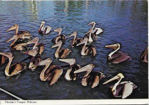 US used,  Florida's Unique Pelicans - Florida.  Beautiful.  Nice