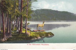 ADIRONDACK Mountains , New York , 00-10s ; Lake scene with a deer