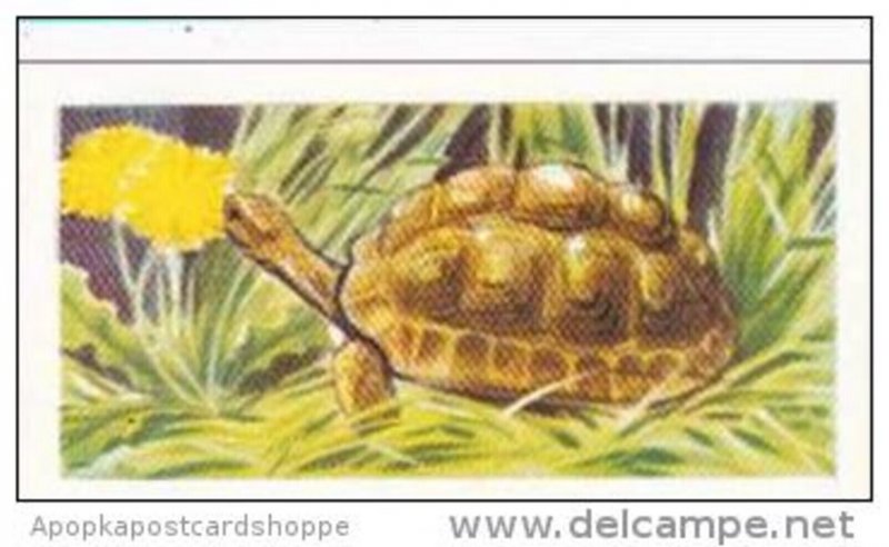 Priority Tea Trade Card I-Spy Pets No 17 Tortoise