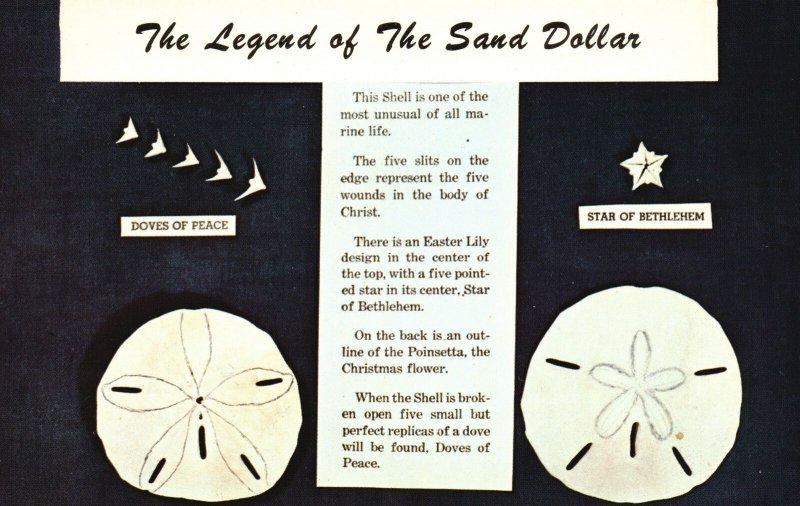 Vintage PostcardThe Legend Of The Sand Dollar Mellita Testudinata Holy Ghost