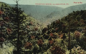 Vintage Postcard 1909 Mountain Trees Nature Scene Allegrippus Pennsylvania PA