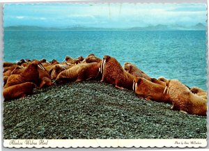 Postcard Alaska Walrus Herd on land