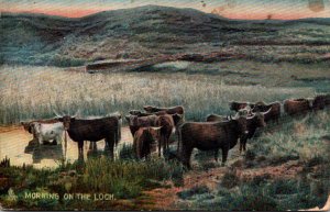 Cows Morning On The Loch Scotland Tucks 1907