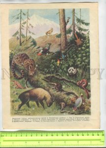 476356 montane subtropical forest animals transverse ridges rainforest animals