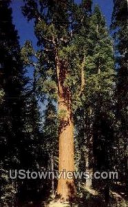 General Sherman Tree - Sequoia National Park, California CA  