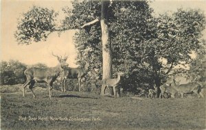 Postcard New York C-1910 New York Zoological Park Red Deer Herd #55728 23-4985