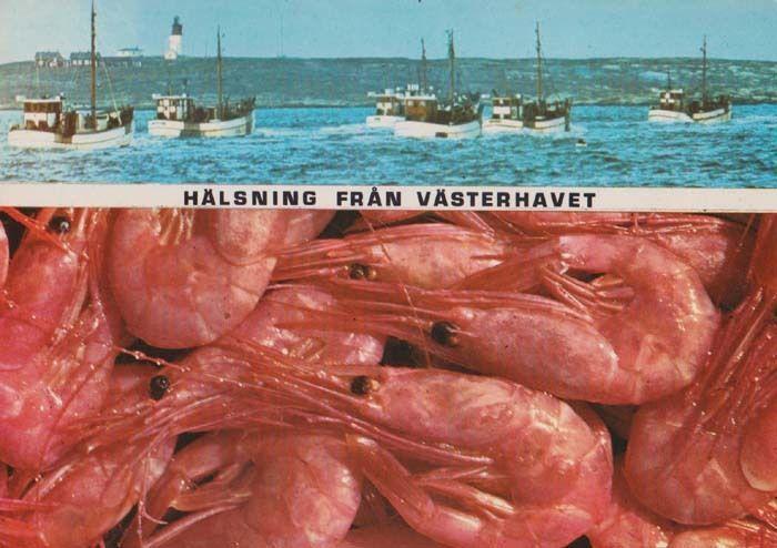 Norwegian Halsning Fran Vasterhavet Ship Boat Norway Fishing Trawler Postcard