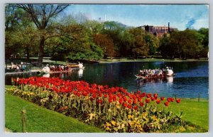 Swan Boats In The Public Gardens, Boston, Massachusetts, Vintage 1961 Postcard