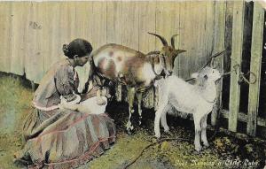 Posted 190? Goat Nursing Kid VG Cuban Stamp Published PC Antique