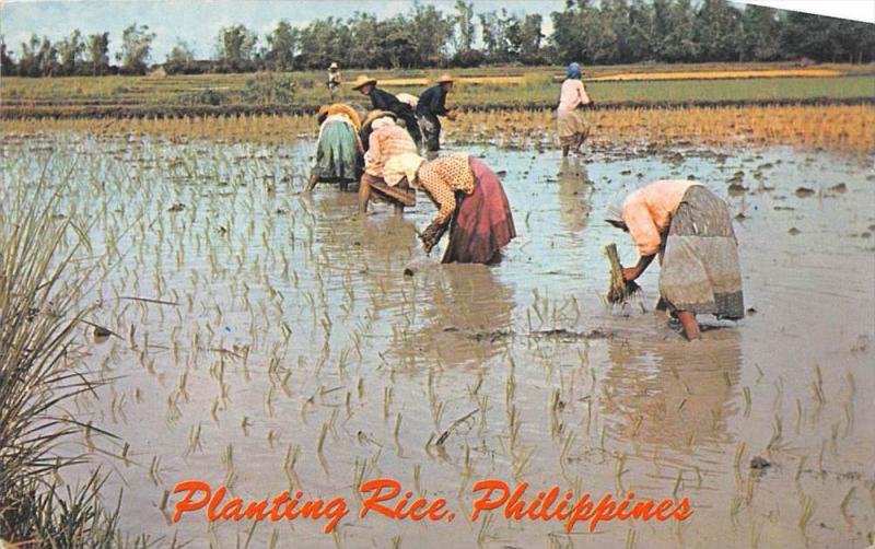 Philippines Anters  Planting Rice