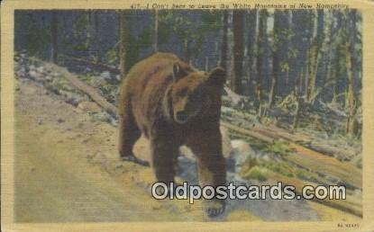 White Mountains New Hampshire, USA Bear 1948 