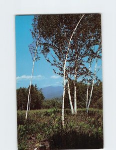 M-198407 White Birches lend Picturesque Grace to a Mountain Landscape