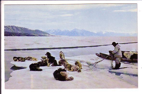 Inuit, Resting the Dogsled Team on an Ice Flow, Canada