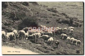 Old Postcard Folklore Pyrenees Sheep Pasture