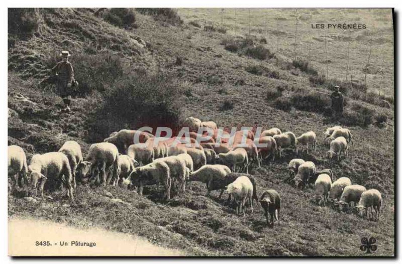 Old Postcard Folklore Pyrenees Sheep Pasture