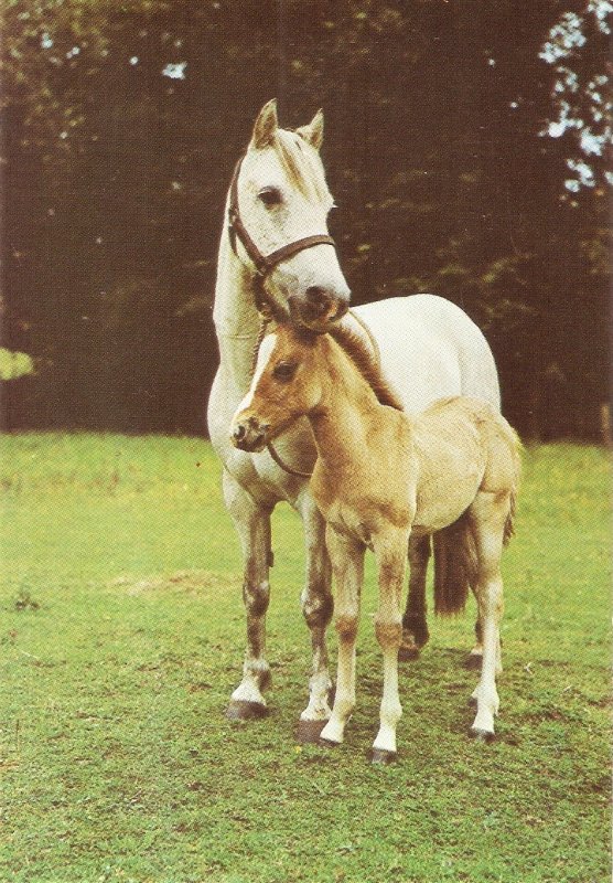 Mare and Foal. Horses Nice English PC. Continental size