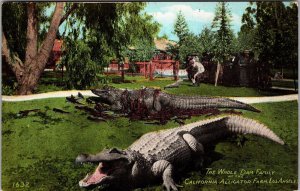 Vintage Postcard WHOLE DAM FAMILYCALIFORNIA ALLIGATOR FARM LOS ANGELES JW2
