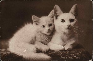 Sheahan Just we Two Mom White Cat and Kitten Kitty Cats Pre-1910 Postcard