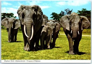 Postcard - Elephant Herd - Africa