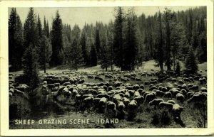 Sheep Gracing Scene King News Boise Idaho Postcard Soldier Mail PFC Michael Hain