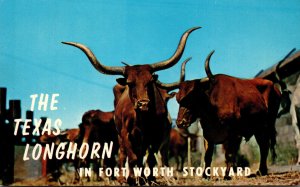 Texas Fort Worth Long Horn Steers In Fort Worth Stockyards