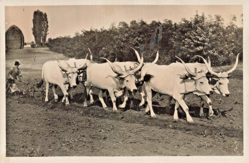 HUNGARY-FARMER PLOUGHS WITH 6 OXEN~PHOTO POSTCARD