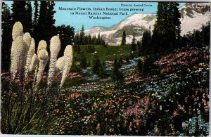 Postcard NATURE SCENE State of Washington WA AK6766