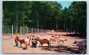 1960 Muskegon Michigan Vintage Postcard Fun For the Family Deer Park Whitehall