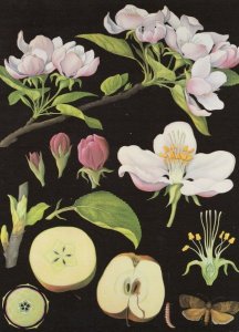 Apple Fruit Trees Old School Lesson College Wall Chart Postcard