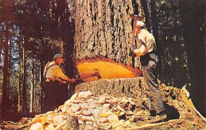 Logging Post Card Muscles at Work, Under Cut Washington, USA Postcard Unused