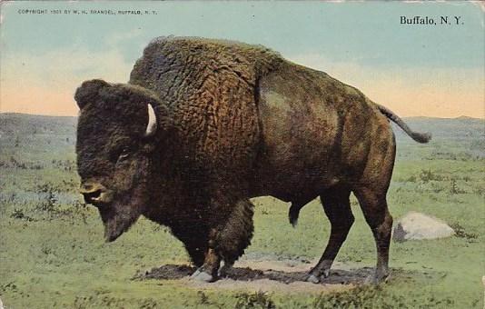 New York Buffalo